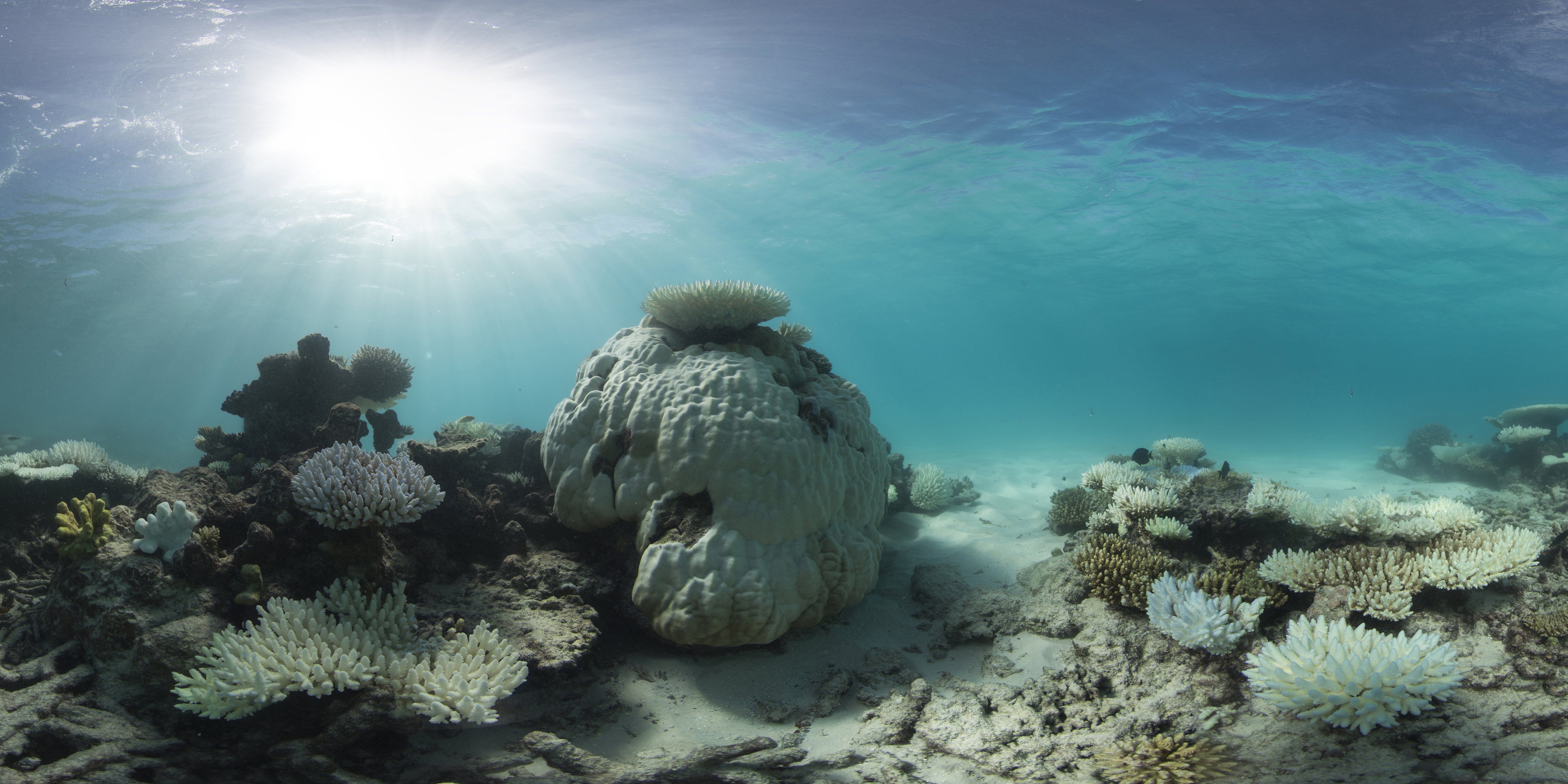 Coral and reef life