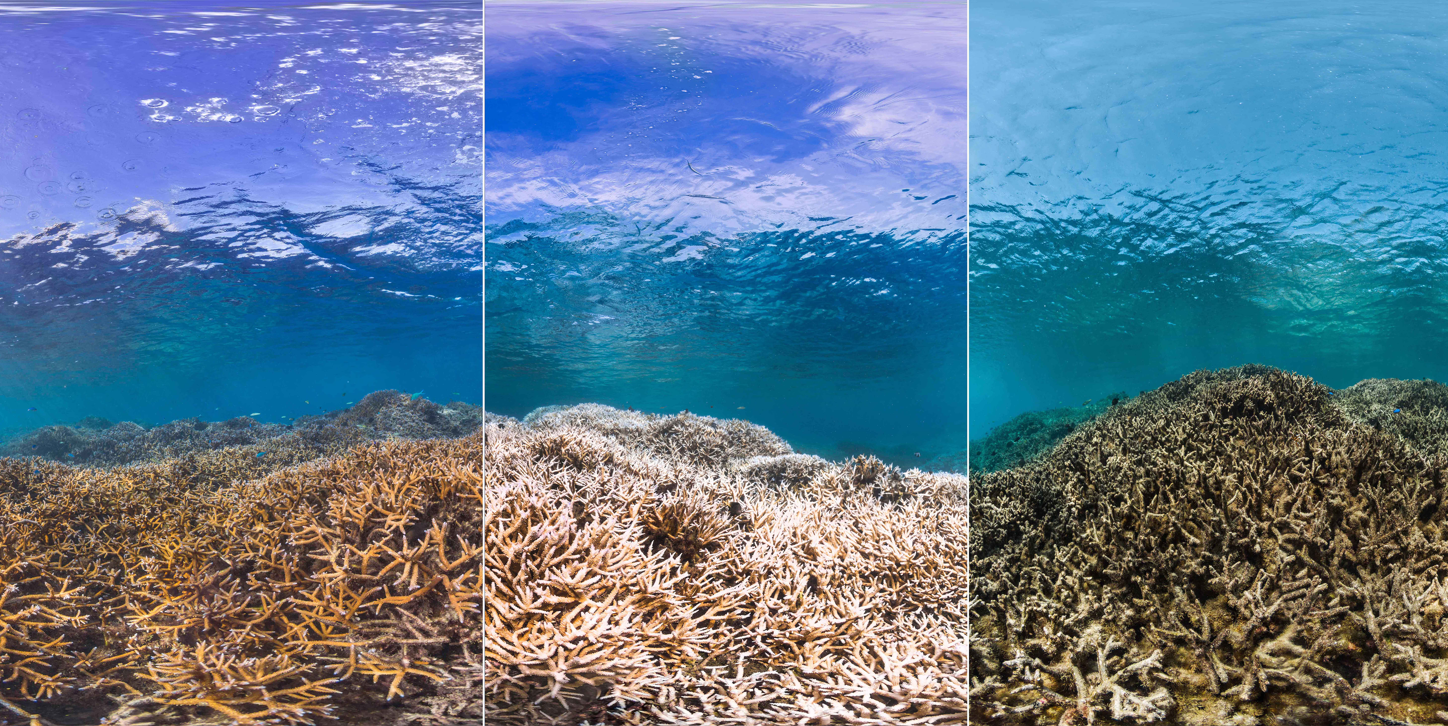 Coral and reef life
